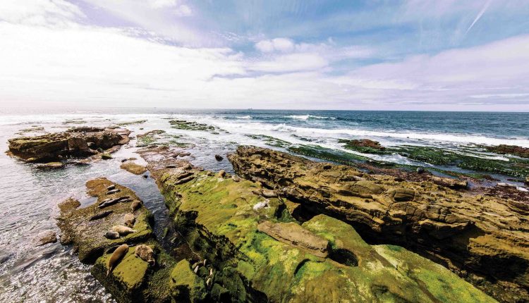 What locals do in San Diego?