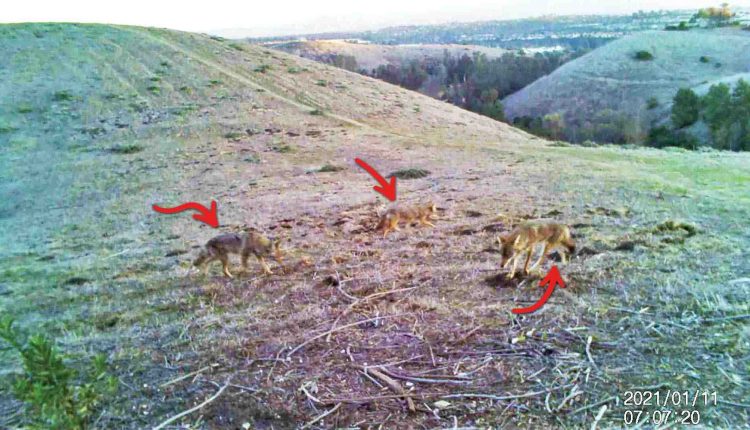 Coyote Spotted in Encinitas: Photo of the Day