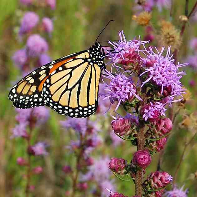 encinitas-butterfly-farm-challenges-monarch-endangered-designation